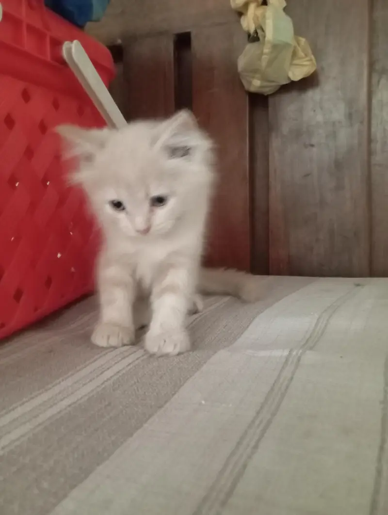 Persian pair kittens male and female triple coat — photo 4