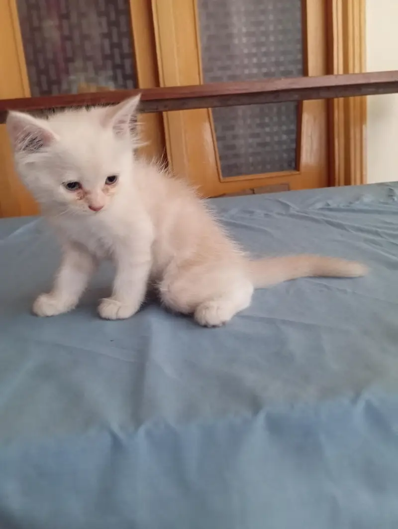 Persian pair kittens male and female triple coat — photo 5