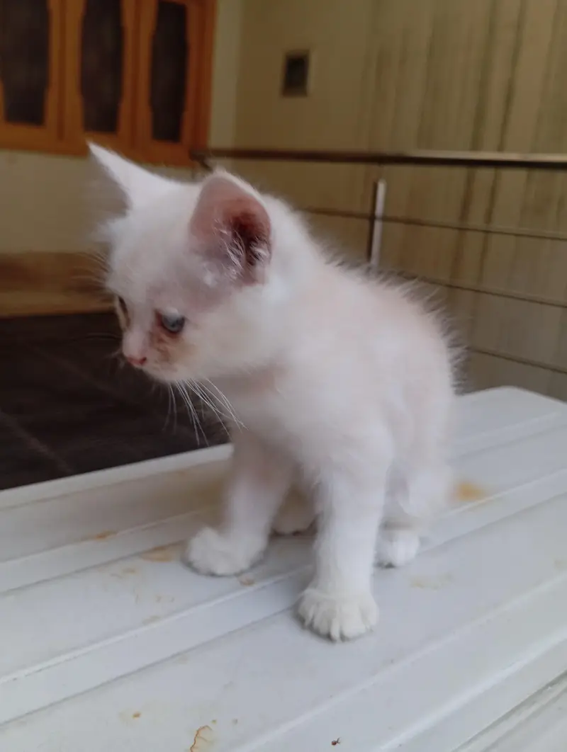Persian pair kittens male and female triple coat — photo 6