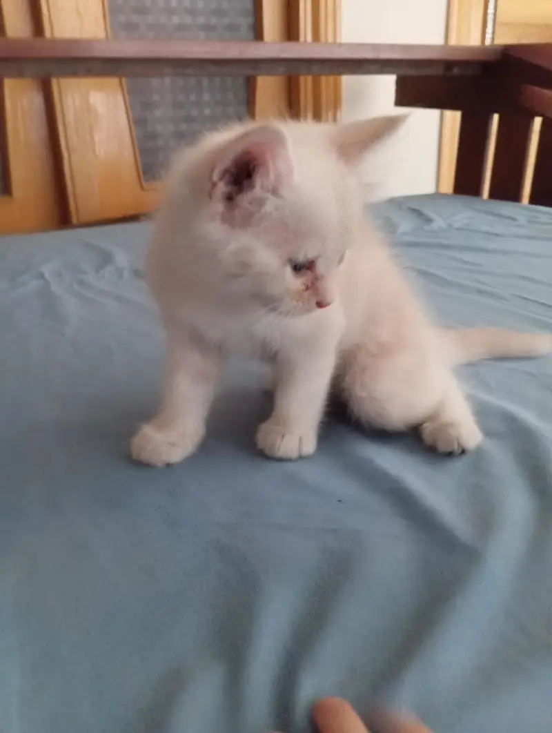 Persian pair kittens male and female triple coat — photo 7