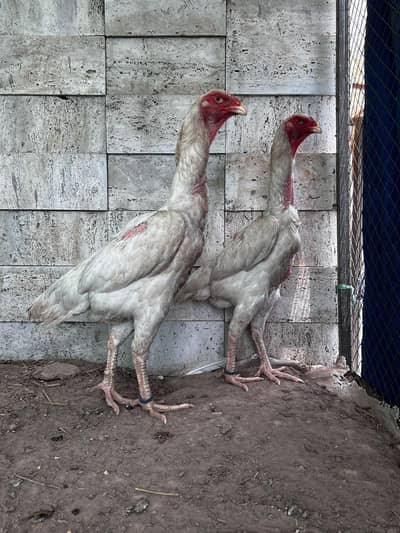 O shamo hens