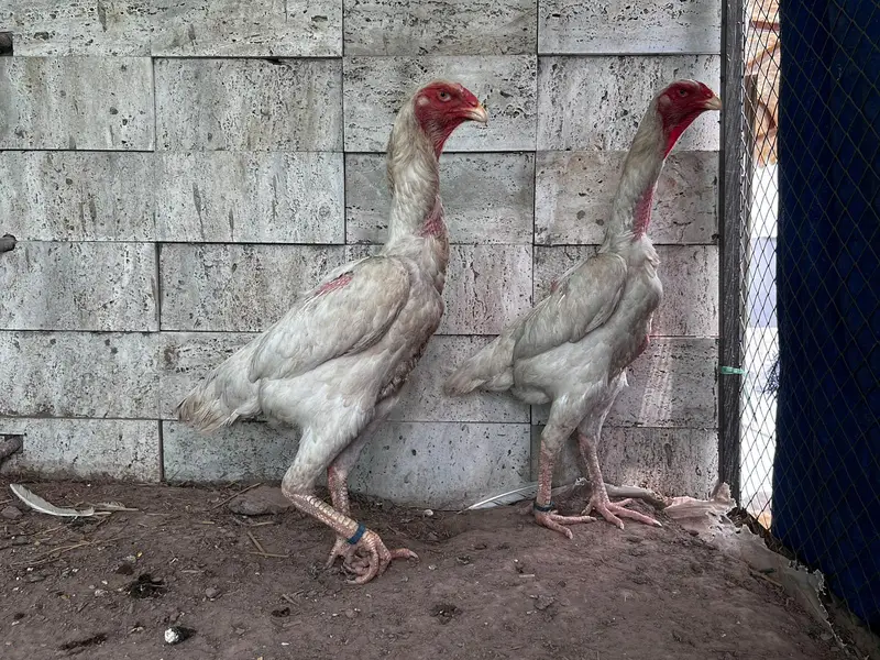 O shamo hens — photo 2