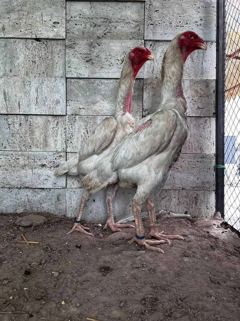 O shamo hens — photo 3