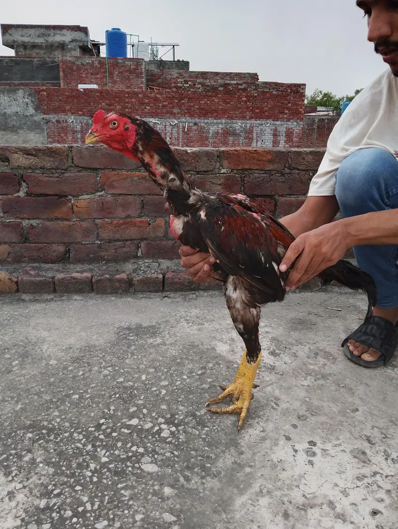 pokya cross patha — photo 4