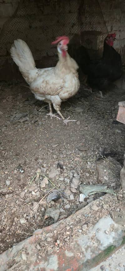 dasi murge for sale