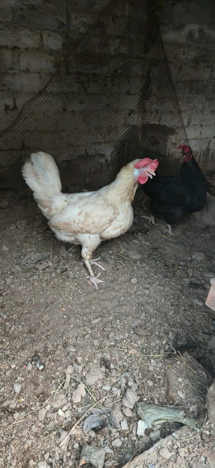 dasi murge for sale — photo 2