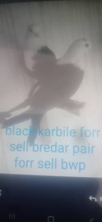 2 pair forr sell hai all okay 100 prsent bredar. 0.30. 2.7. 8.4. 8.9. 6.2