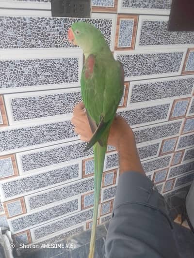 Raw parrot