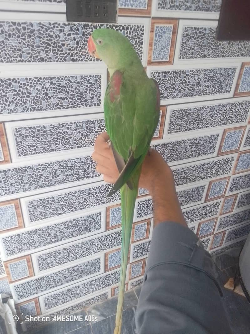 Raw parrot 0