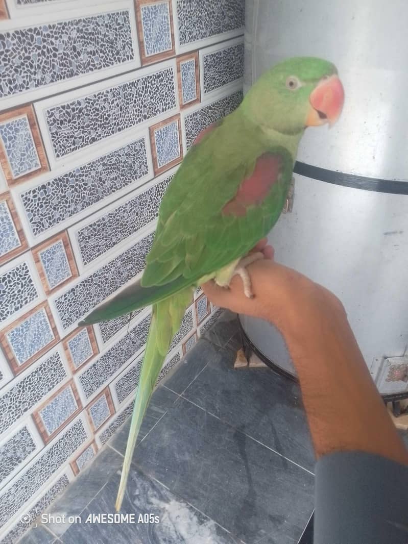 Raw parrot 1