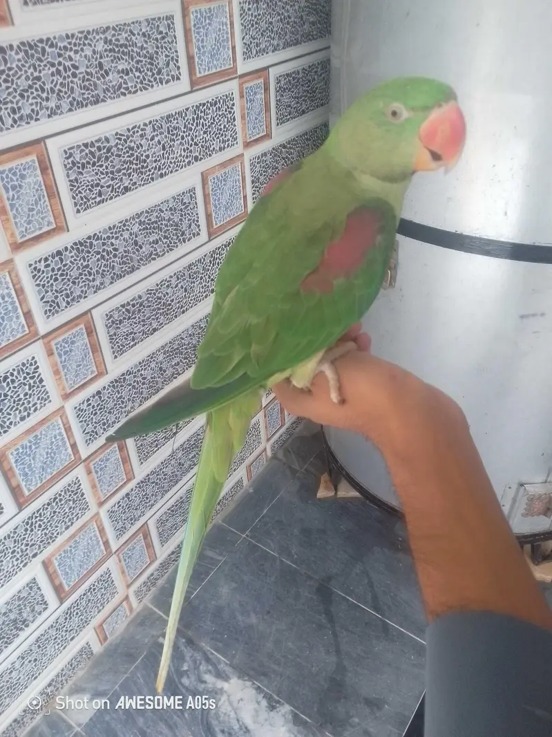Raw parrot — photo 2