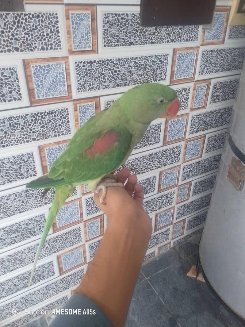 Raw parrot 2