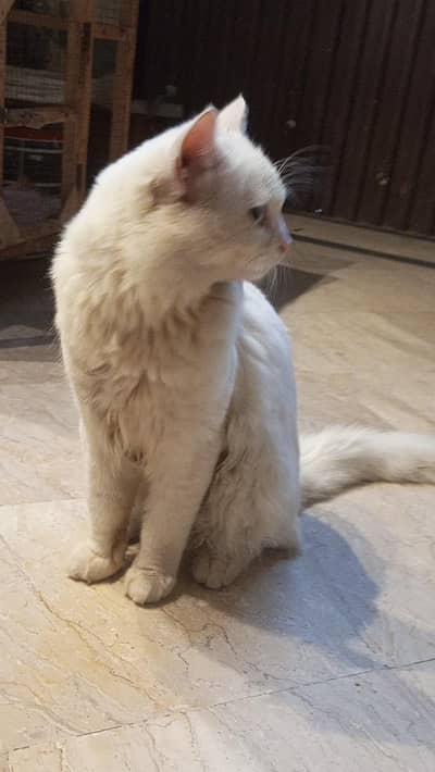 male cate