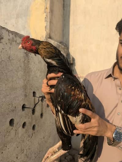 Mianwali Sawa aseel