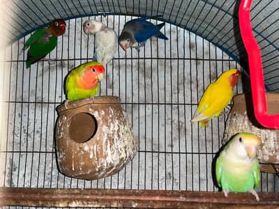 love bird pair . . watsapp 03060454334