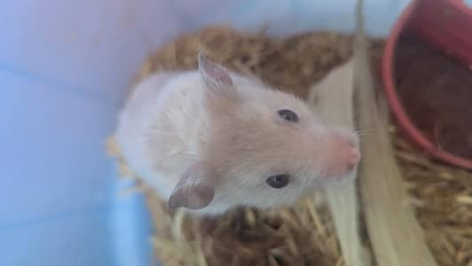 Syrian Hamsters For Sale (3x)