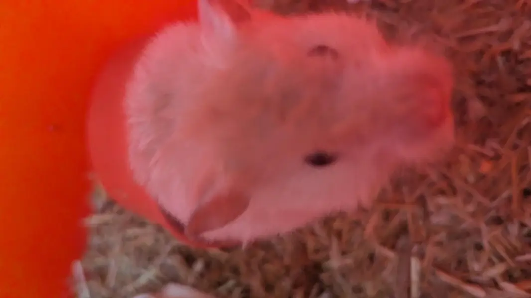 Syrian Hamsters For Sale (3x) — photo 2