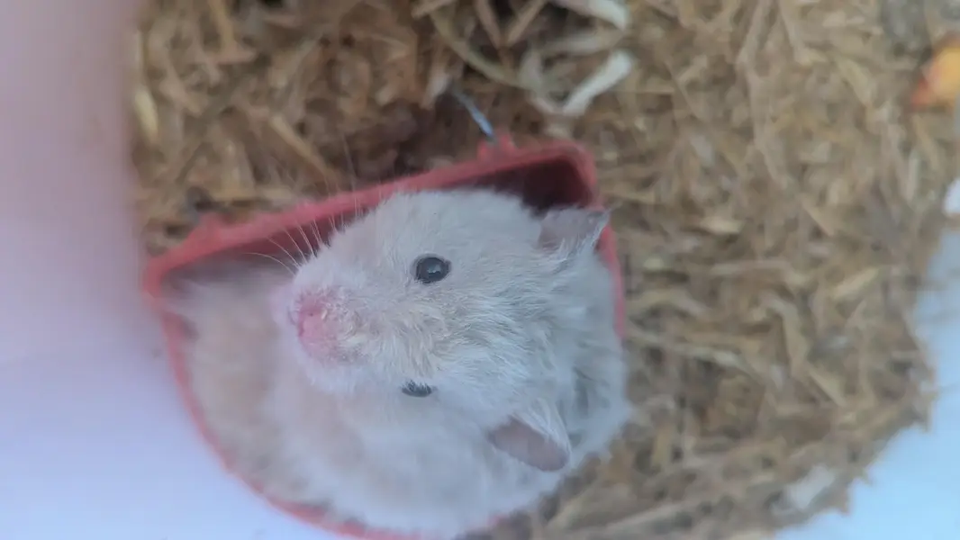 Syrian Hamsters For Sale (3x) — photo 3