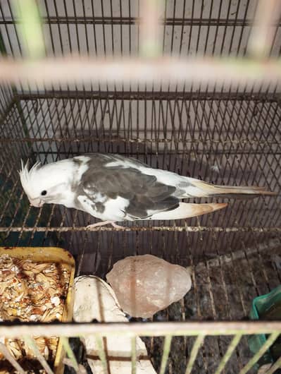 Selling my Female cockatiel and Java