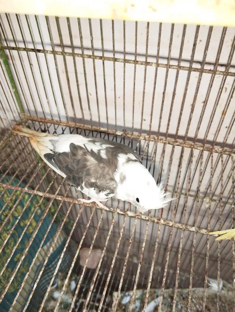 Selling my Female cockatiel and Java — photo 2