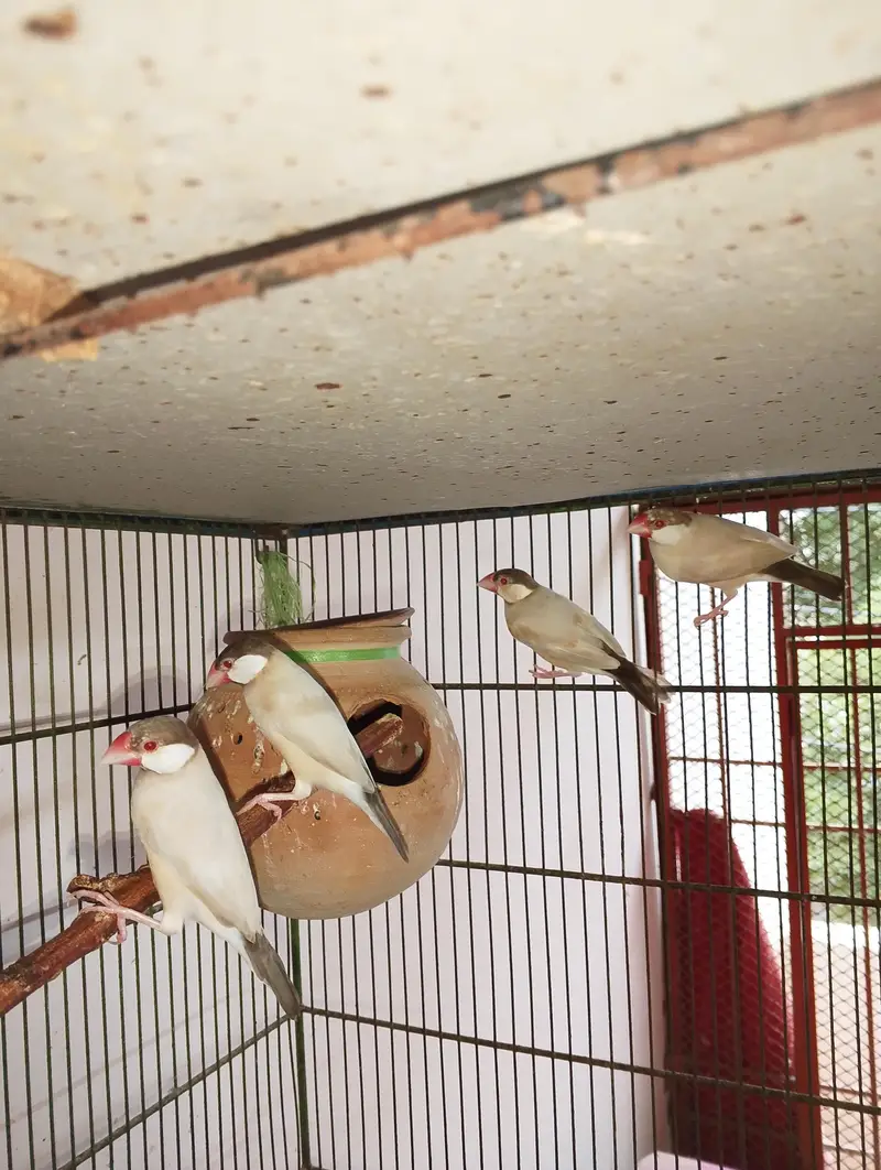 Selling my Female cockatiel and Java — photo 3