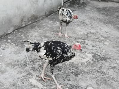 Aseel pair