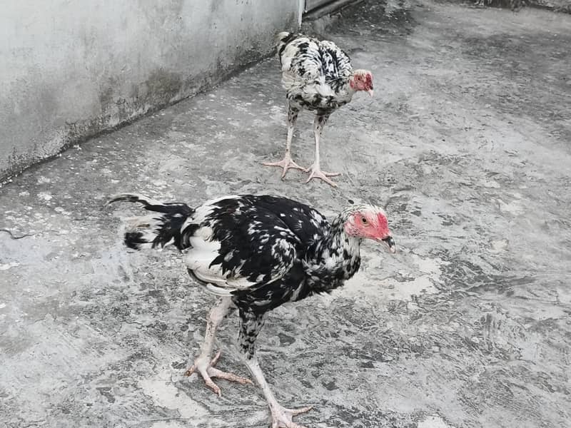 Aseel pair 0