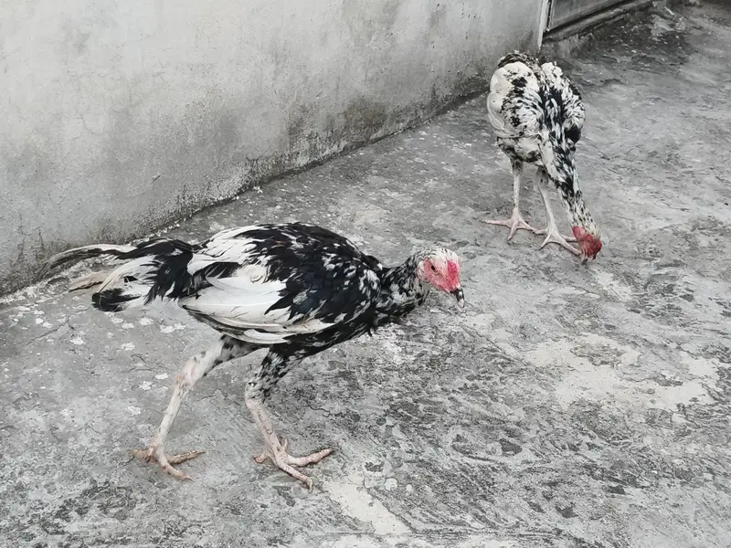 Aseel pair — photo 2