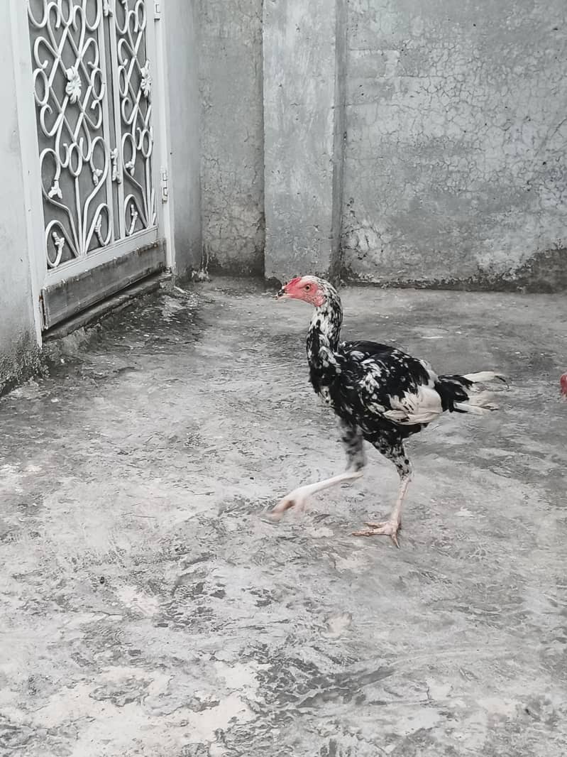 Aseel pair 3