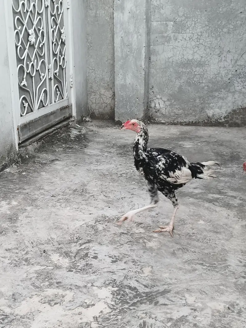 Aseel pair — photo 4