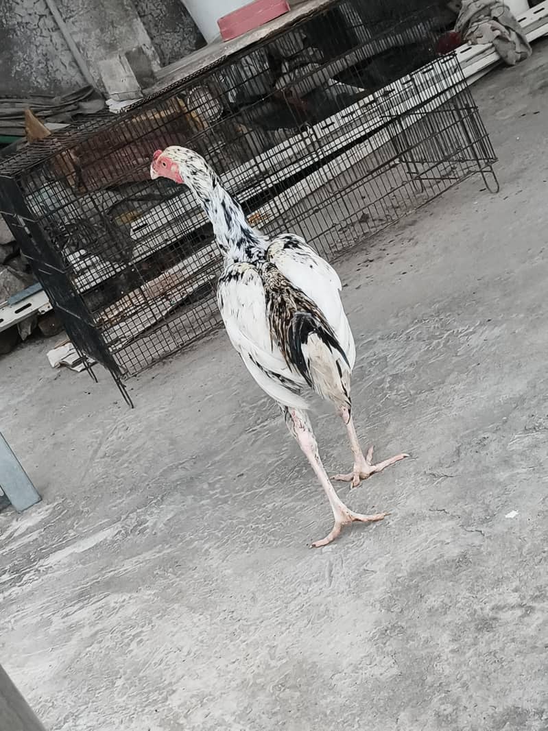 Aseel pair 5
