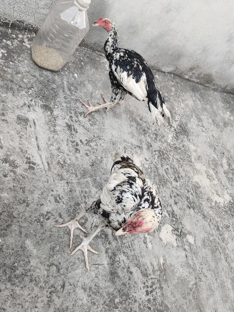 Aseel pair — photo 10