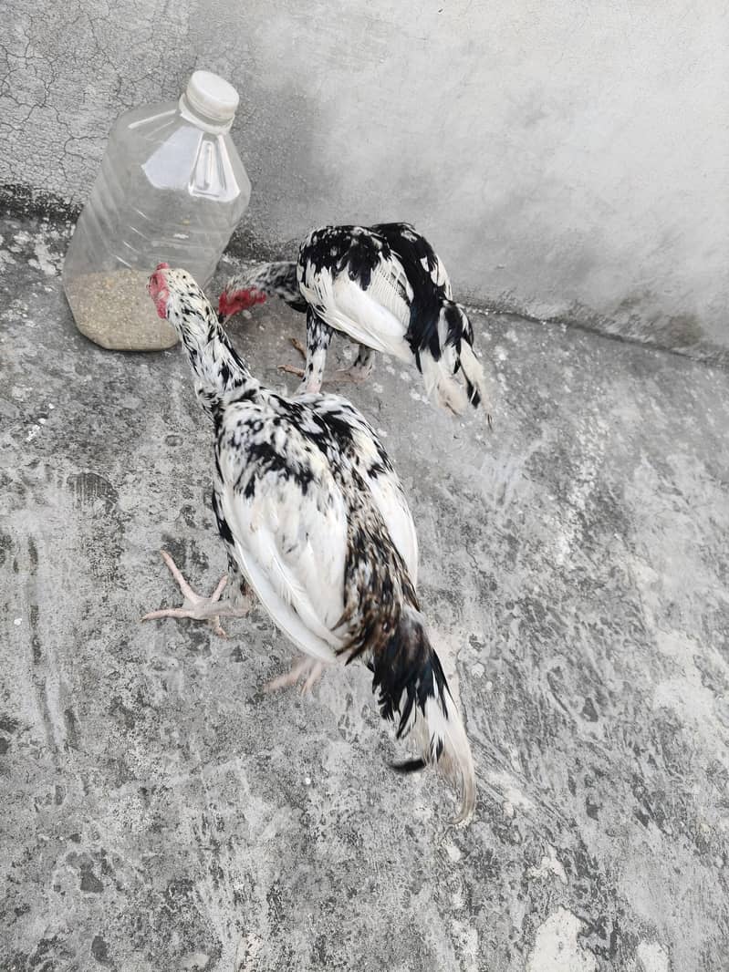Aseel pair 14