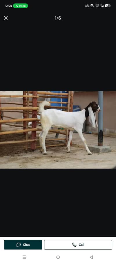 Premium High Quality Gulabi Cross Female For Sale | Premium bloodline