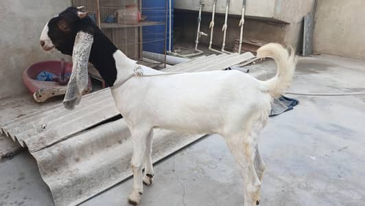 Premium High Quality Gulabi Cross Female For Sale | Premium bloodline