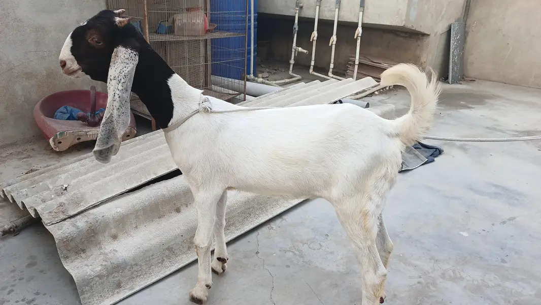 Premium High Quality Gulabi Cross Female For Sale | Premium bloodline — photo 2