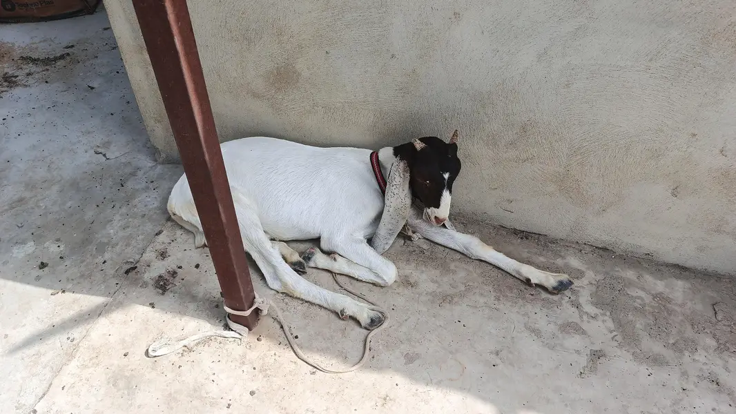 Premium High Quality Gulabi Cross Female For Sale | Premium bloodline — photo 3