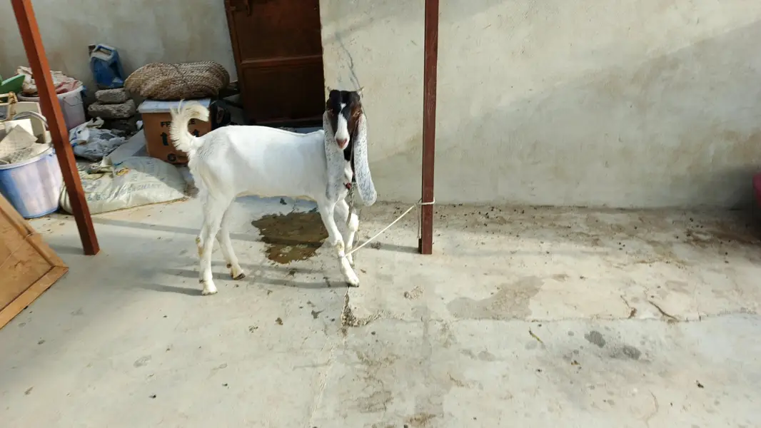 Premium High Quality Gulabi Cross Female For Sale | Premium bloodline — photo 4