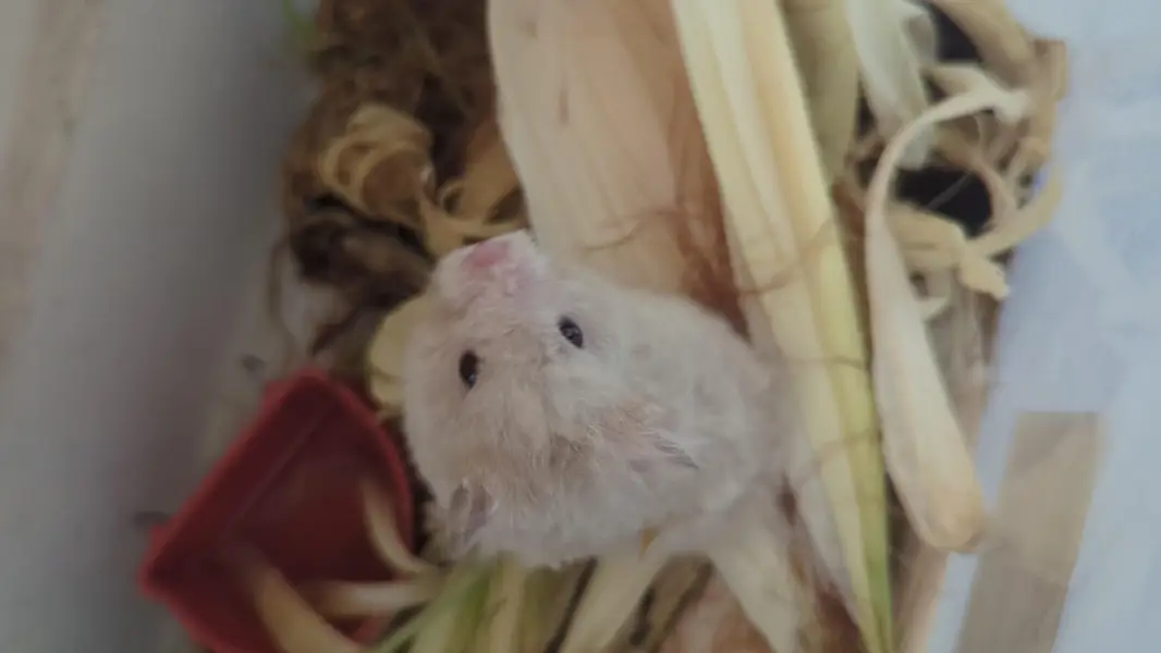 Syrian Hamsters For Sale (3x) — photo 4