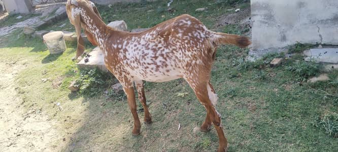 Mackichani goat very butyfull haldy for sale