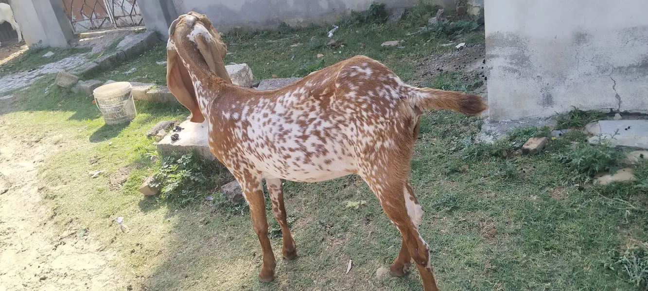 Mackichani goat very butyfull haldy for sale — photo 2