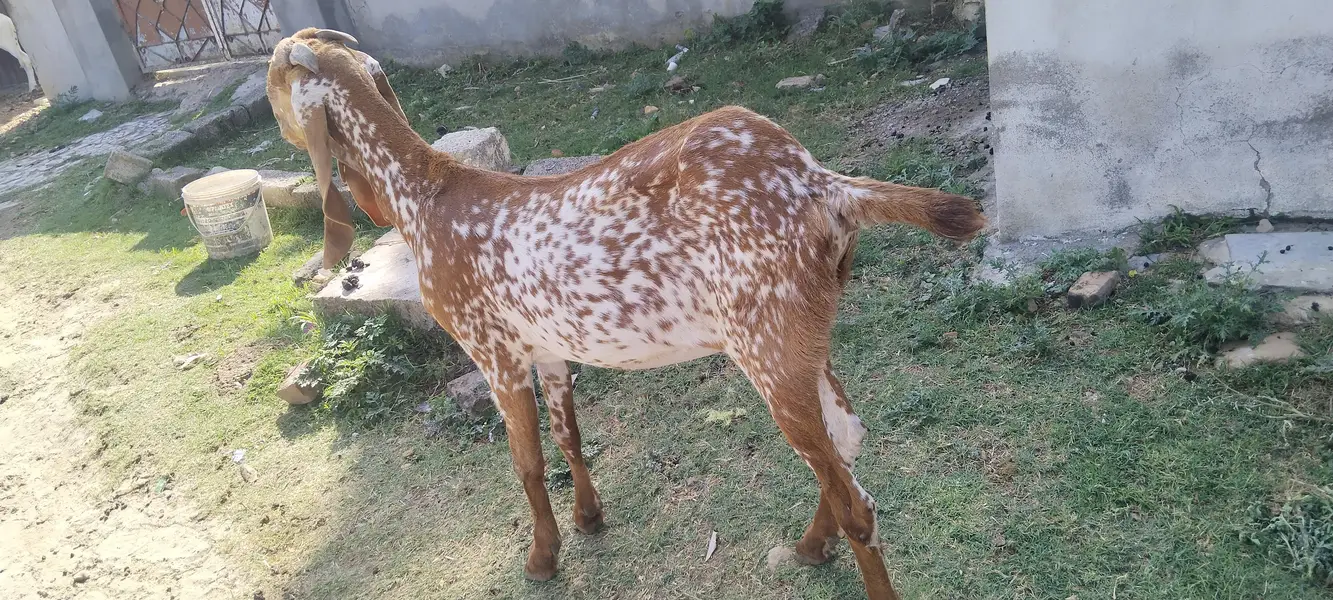 Mackichani goat very butyfull haldy for sale — photo 3