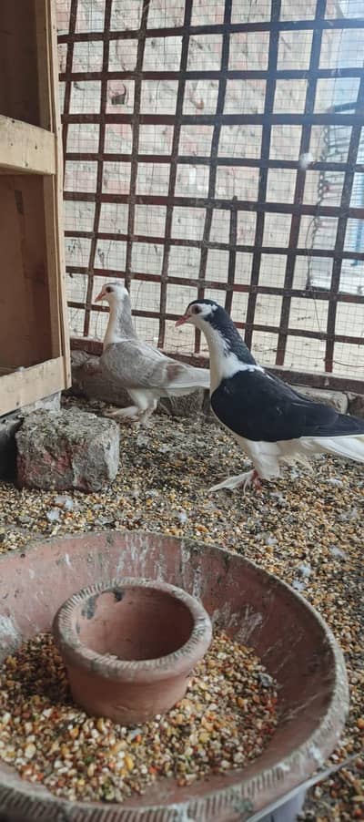 Sharazi Pigeon Pair for Sale – Healthy & Beautiful