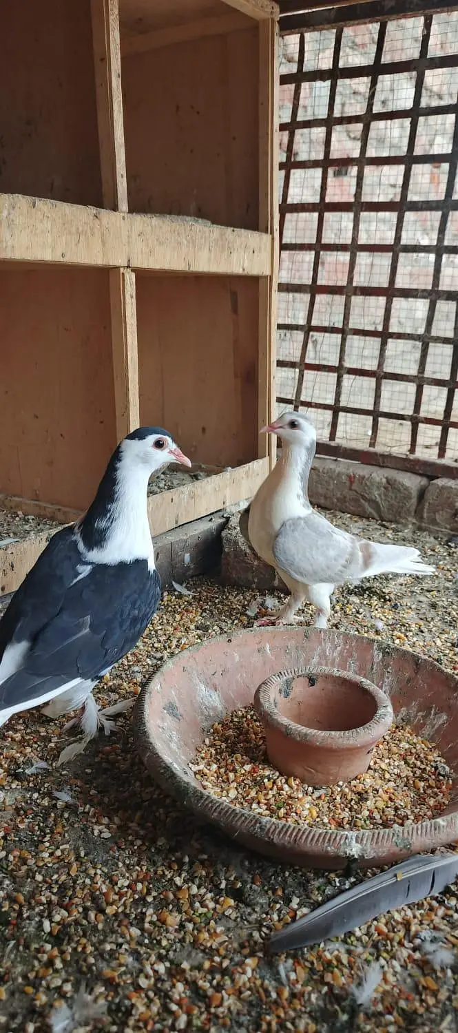 Sharazi Pigeon Pair for Sale – Healthy & Beautiful — photo 2