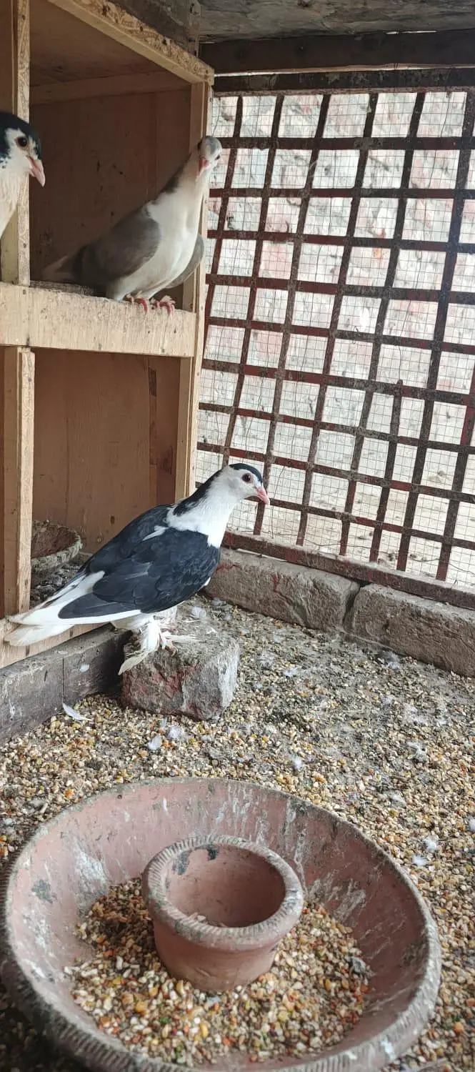 Sharazi Pigeon Pair for Sale – Healthy & Beautiful — photo 3