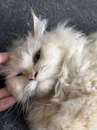 Persian Cat (1 Year Old) – Healthy & Friendly Female 