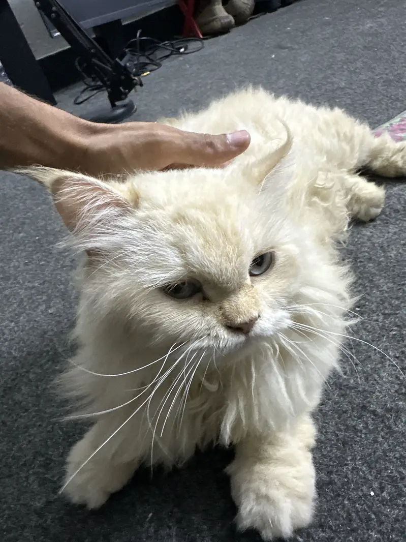 Persian Cat (1 Year Old) – Healthy & Friendly Female  — photo 2