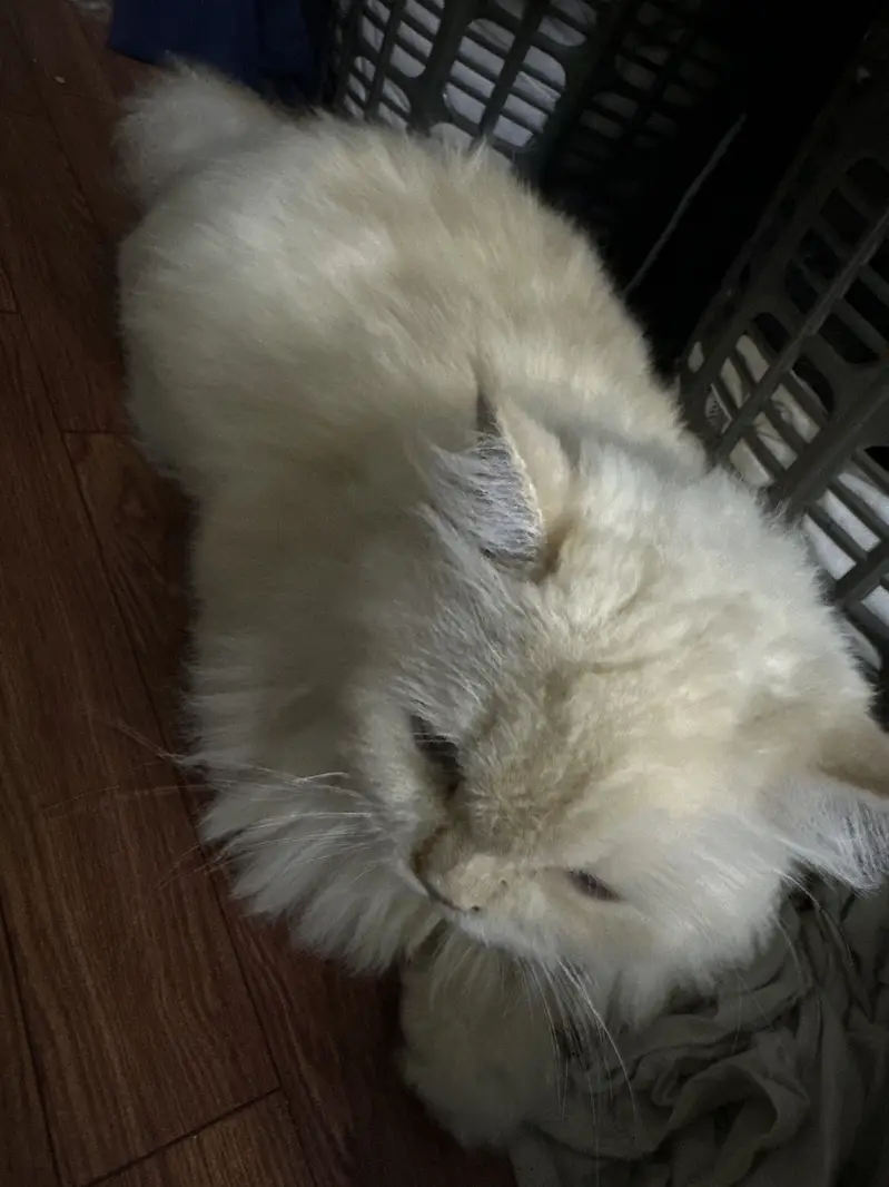 Persian Cat (1 Year Old) – Healthy & Friendly Female  — photo 3