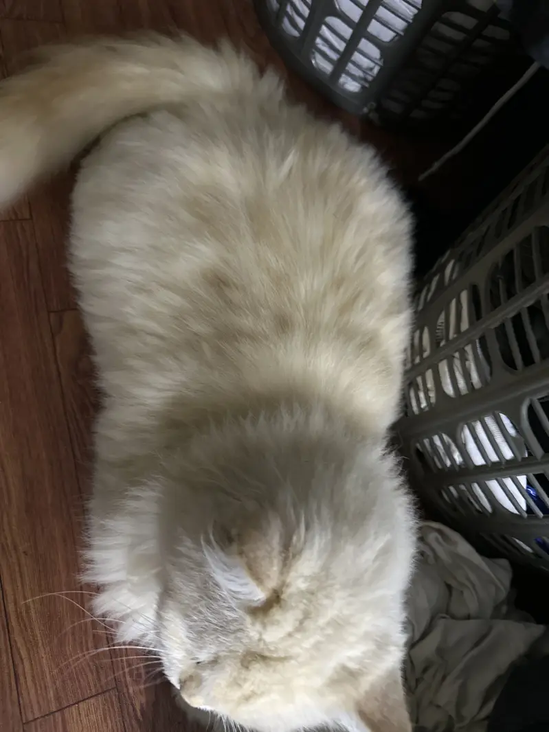 Persian Cat (1 Year Old) – Healthy & Friendly Female  — photo 4
