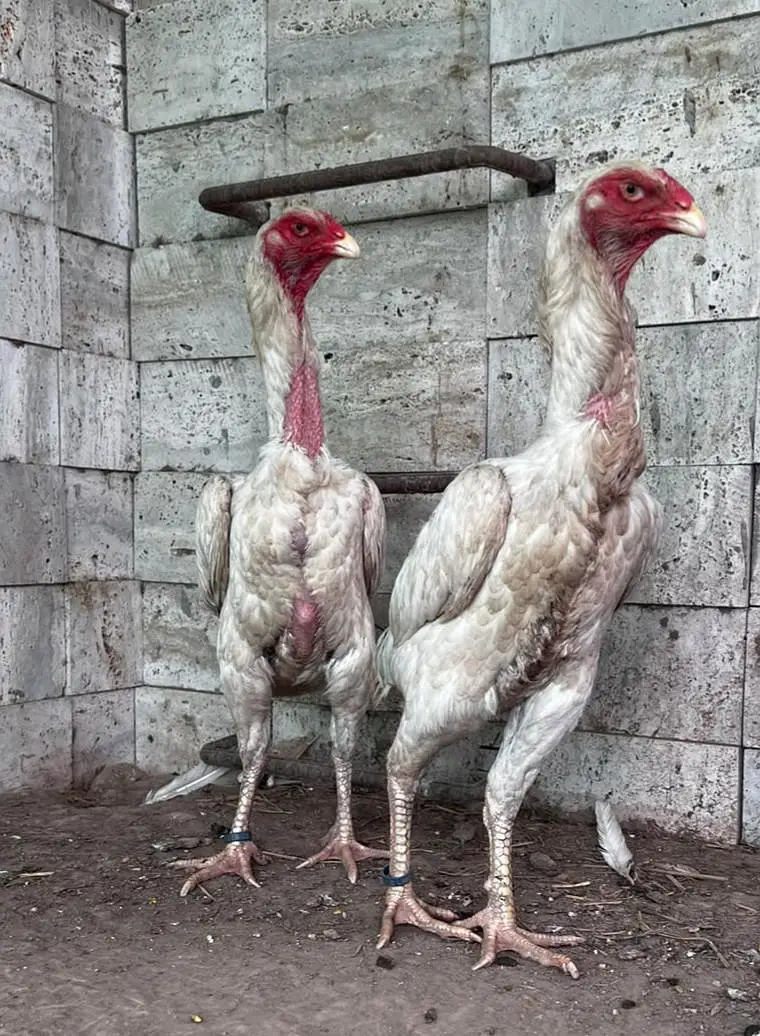 O shamo hens — photo 4